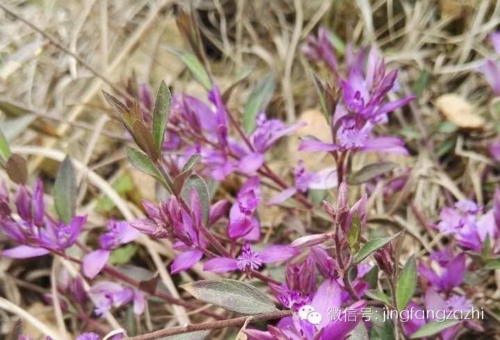 中华中医《我用经方体质辨证》