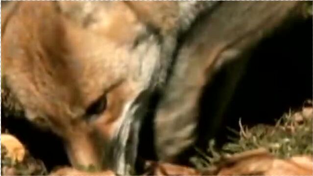 圣贤教育 陈大惠 .人和动物可以沟通