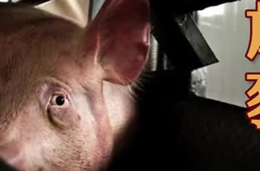 【圣贤教育改变命运】放猪