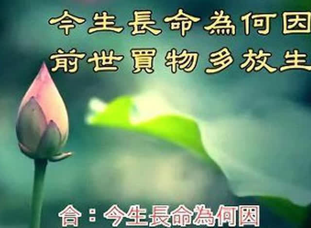 佛教歌曲 三世因果歌