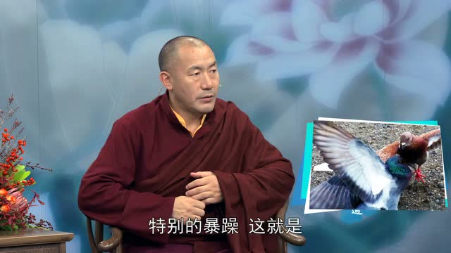 慧灯之光系列问答：吃肉还能成就吗？