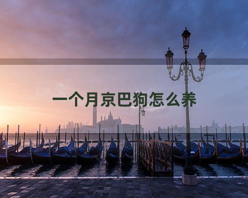 一个月京巴狗怎么养