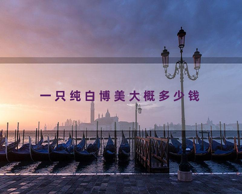 一只纯白博美大概多少钱
