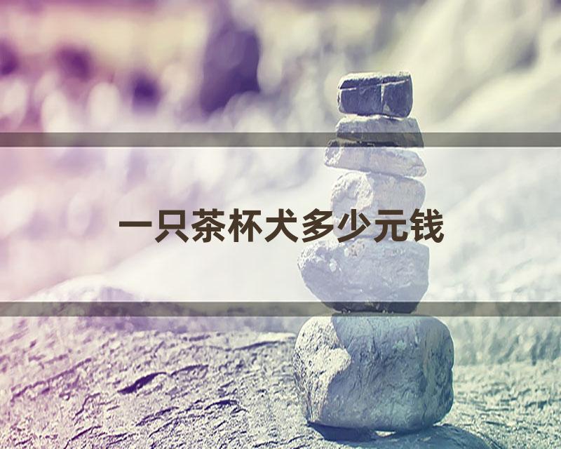 一只茶杯犬多少元钱