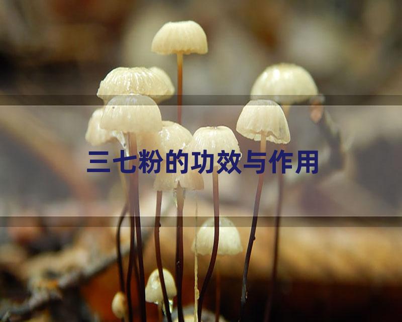 三七粉的功效与作用