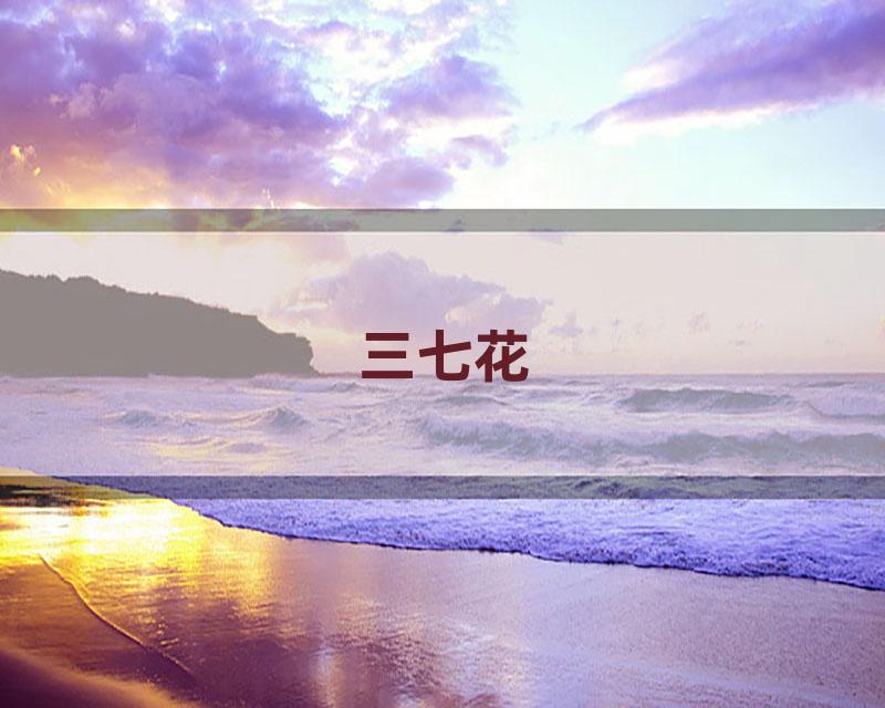 三七花