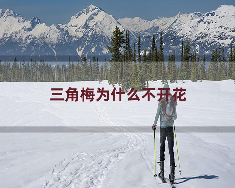 三角梅为什么不开花