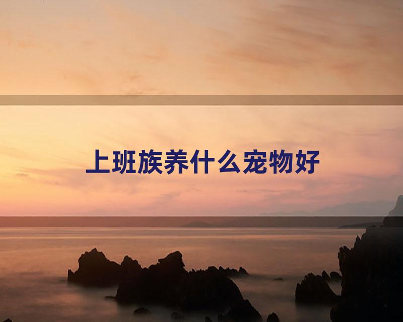 上班族养什么宠物好