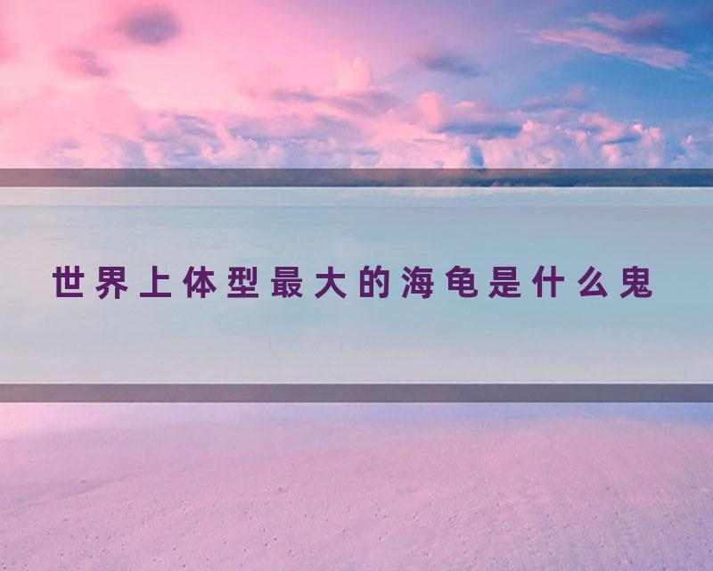 世界上体型最大的海龟是什么鬼
