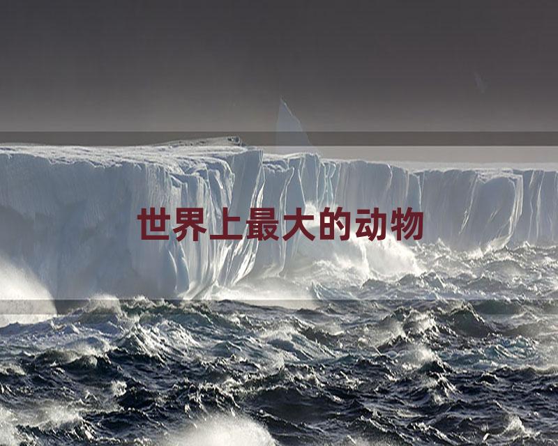 世界上最大的动物