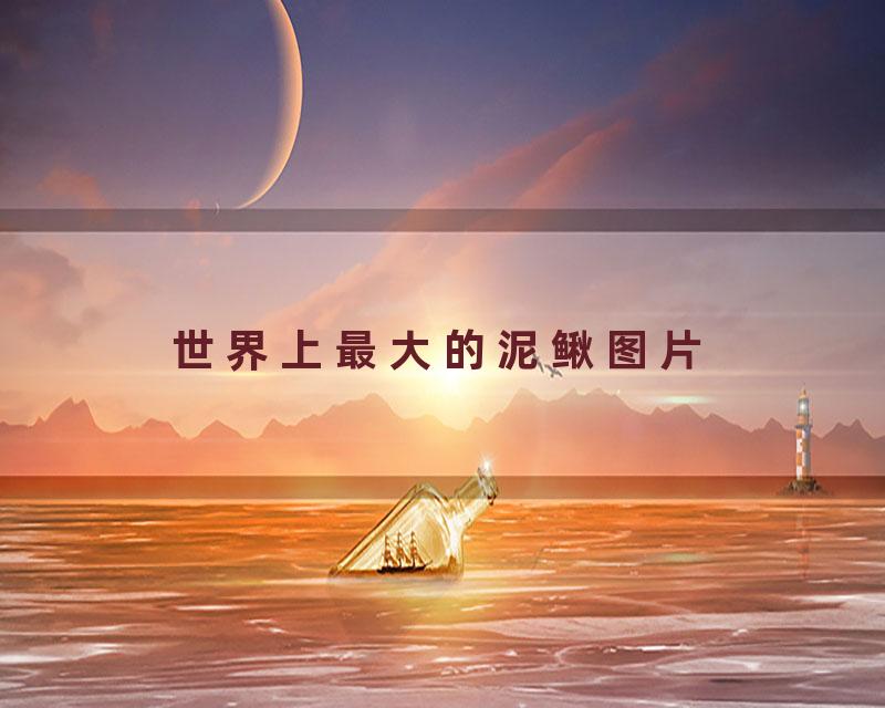 世界上最大的泥鳅图片