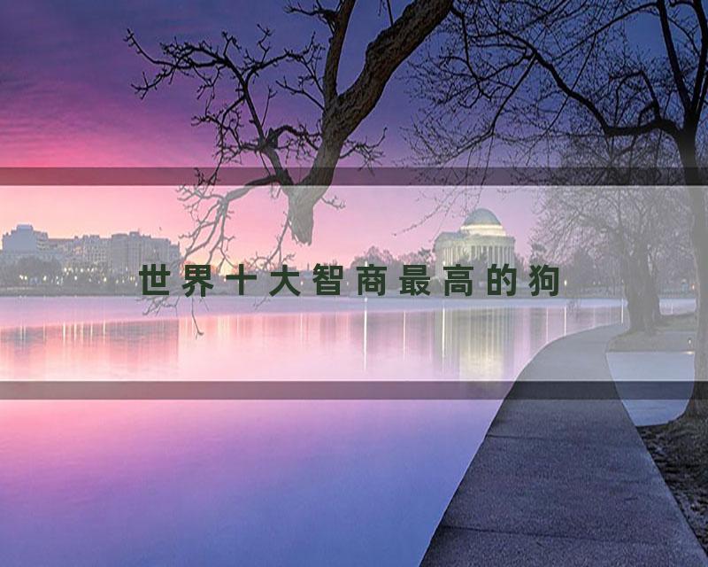 世界十大智商最高的狗