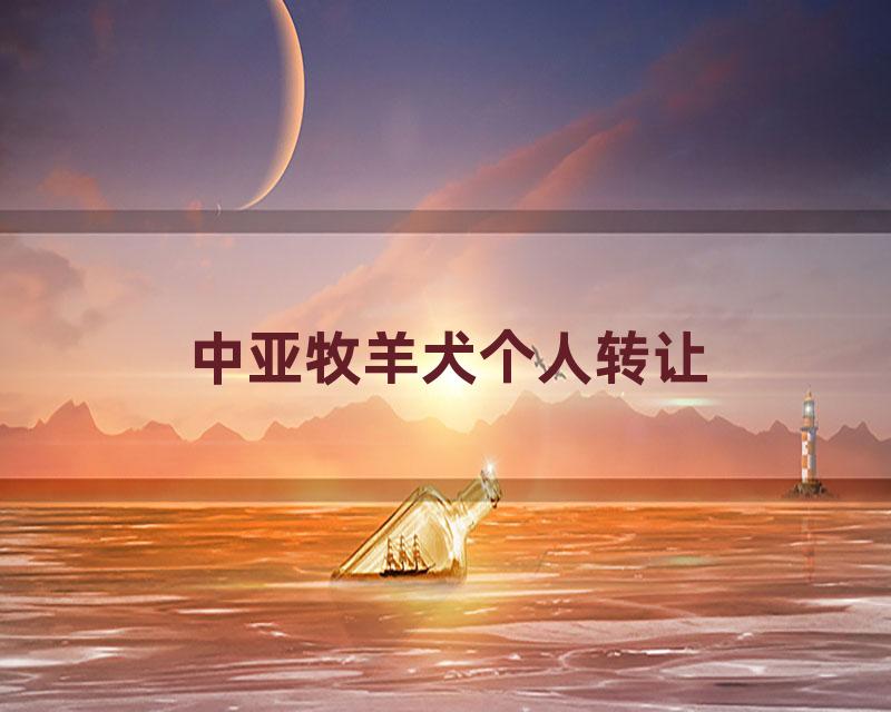 中亚牧羊犬个人转让