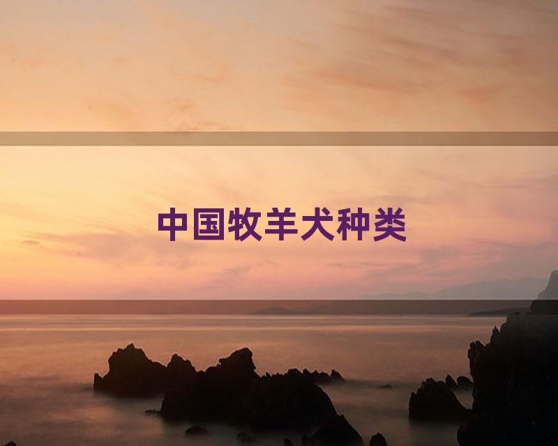 中国牧羊犬种类