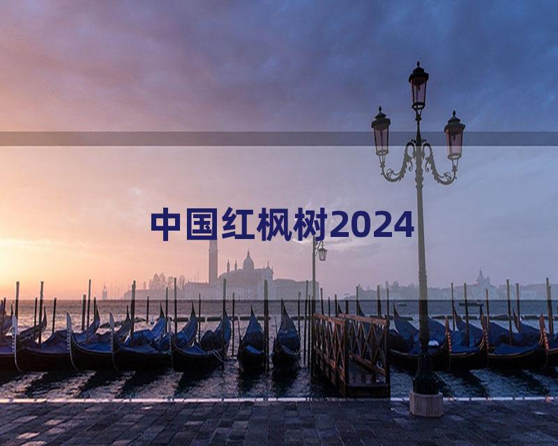 中国红枫树2024