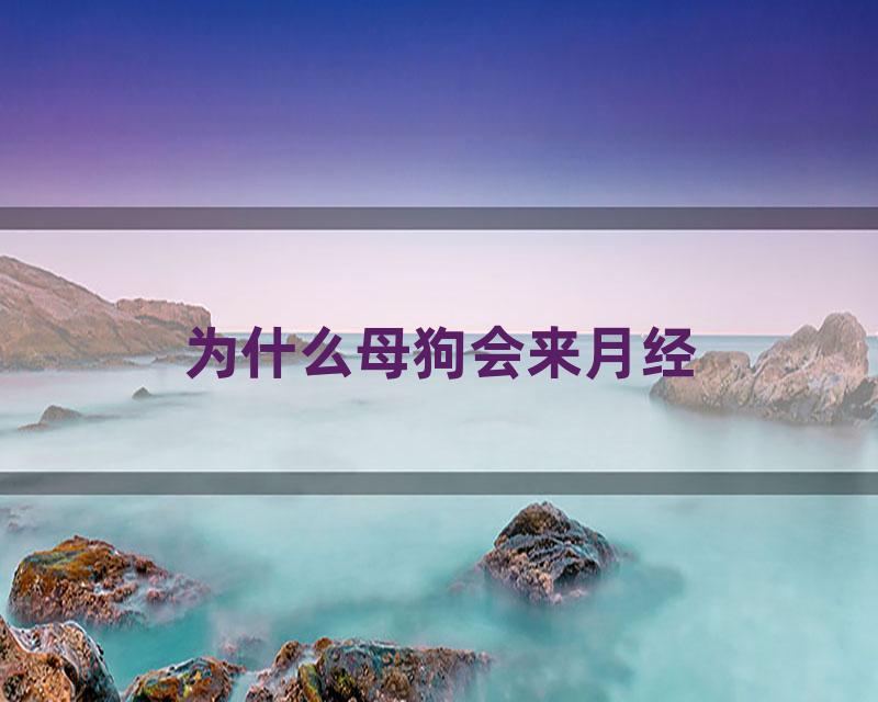 为什么母狗会来月经