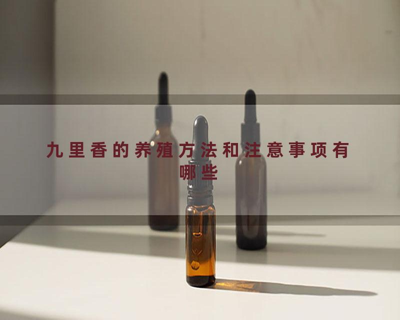 九里香的养殖方法和注意事项有哪些