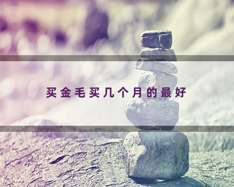 买金毛买几个月的最好