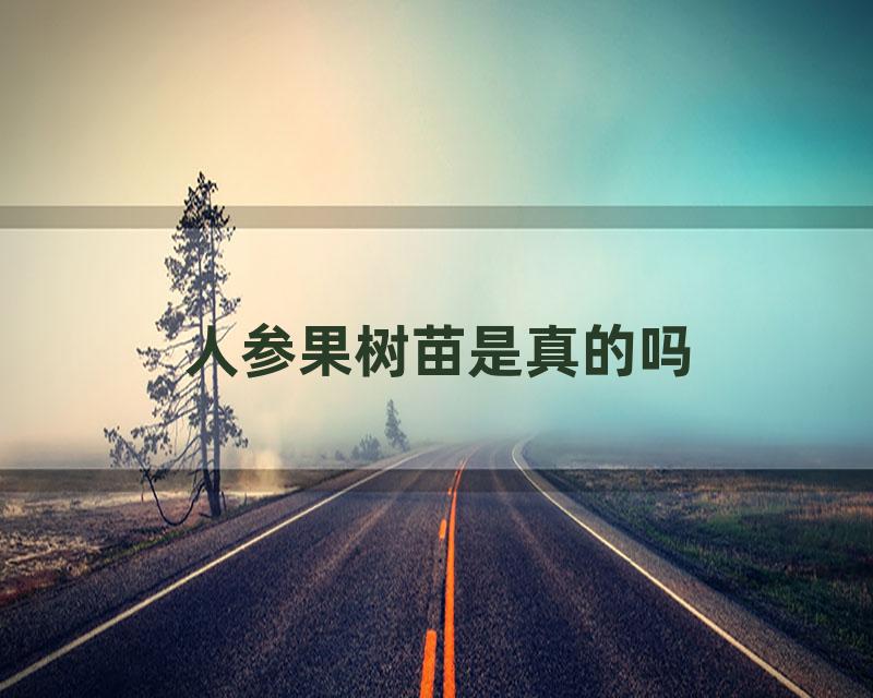 人参果树苗是真的吗