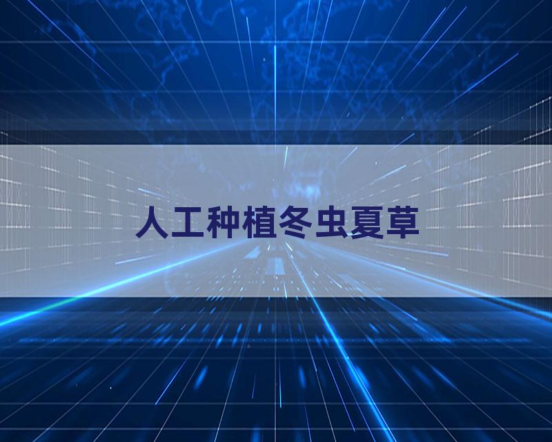 人工种植冬虫夏草