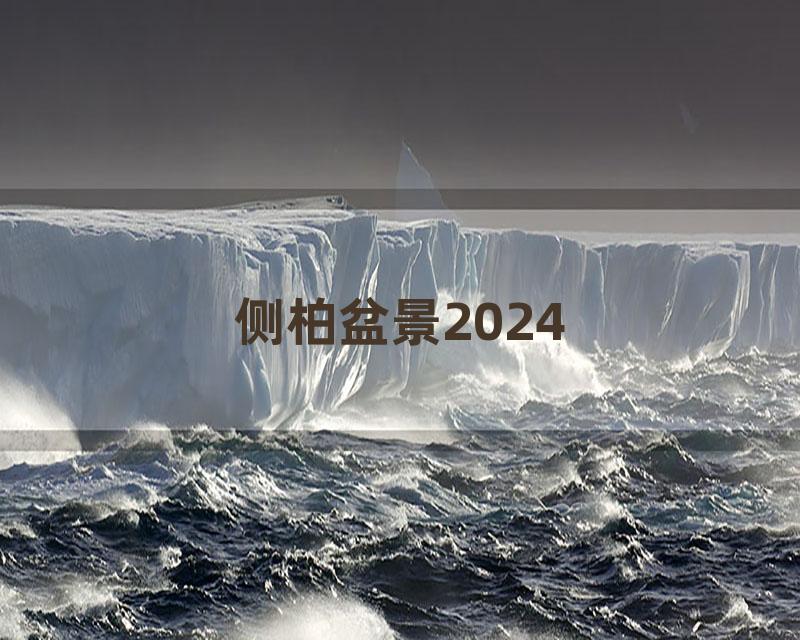 侧柏盆景2024