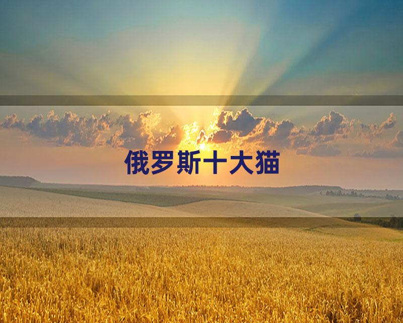 俄罗斯十大猫