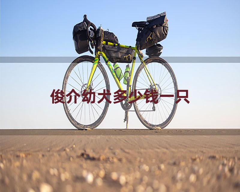 俊介幼犬多少钱一只