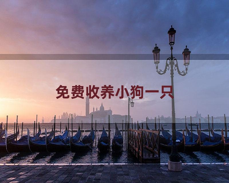 免费收养小狗一只