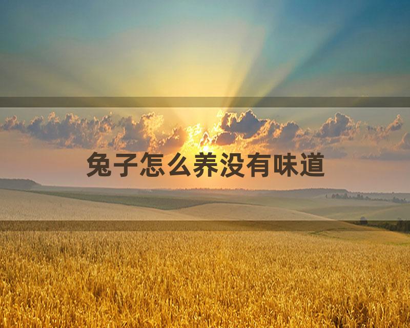 兔子怎么养没有味道