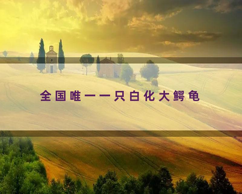 全国唯一一只白化大鳄龟