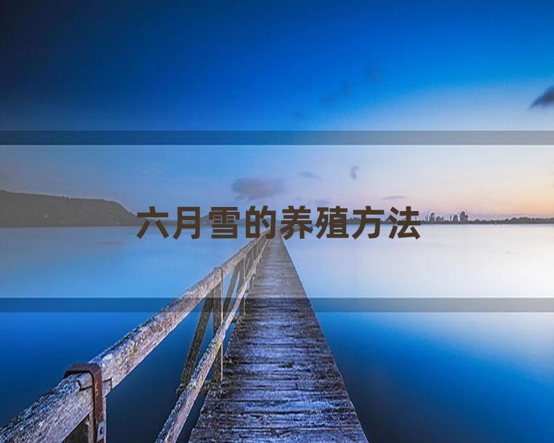 六月雪的养殖方法