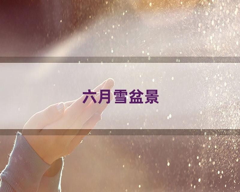 六月雪盆景