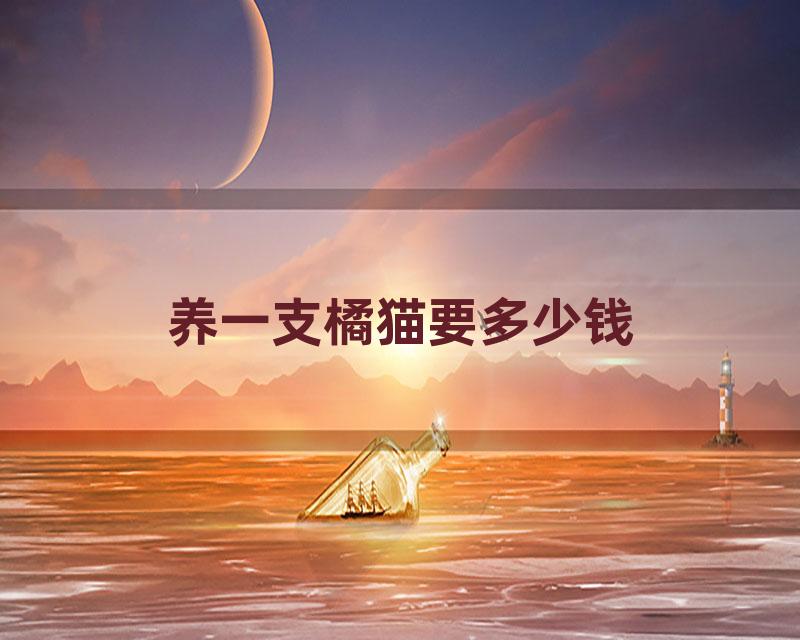 养一支橘猫要多少钱