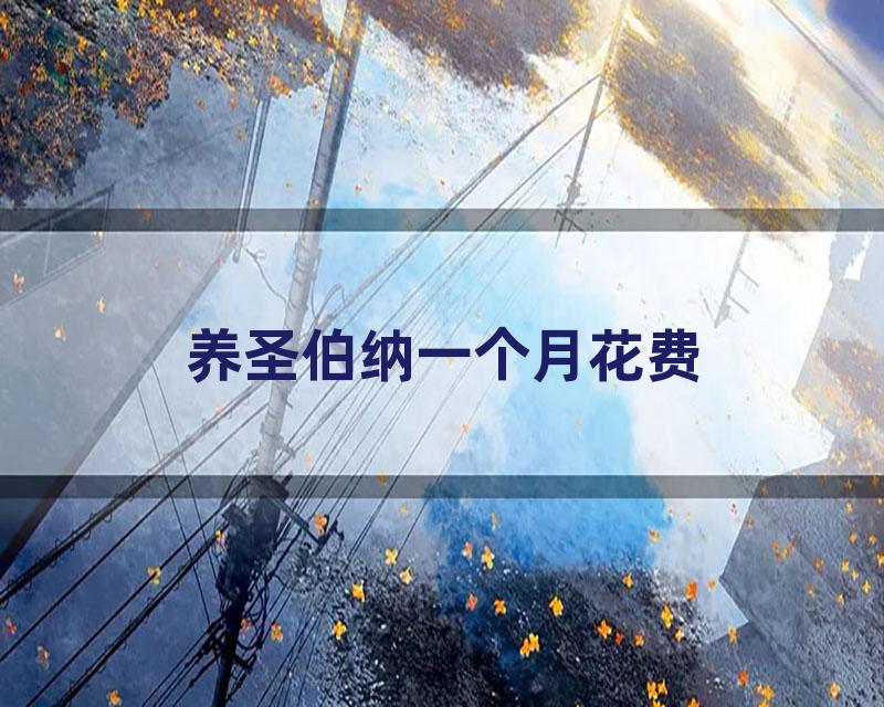 养圣伯纳一个月花费