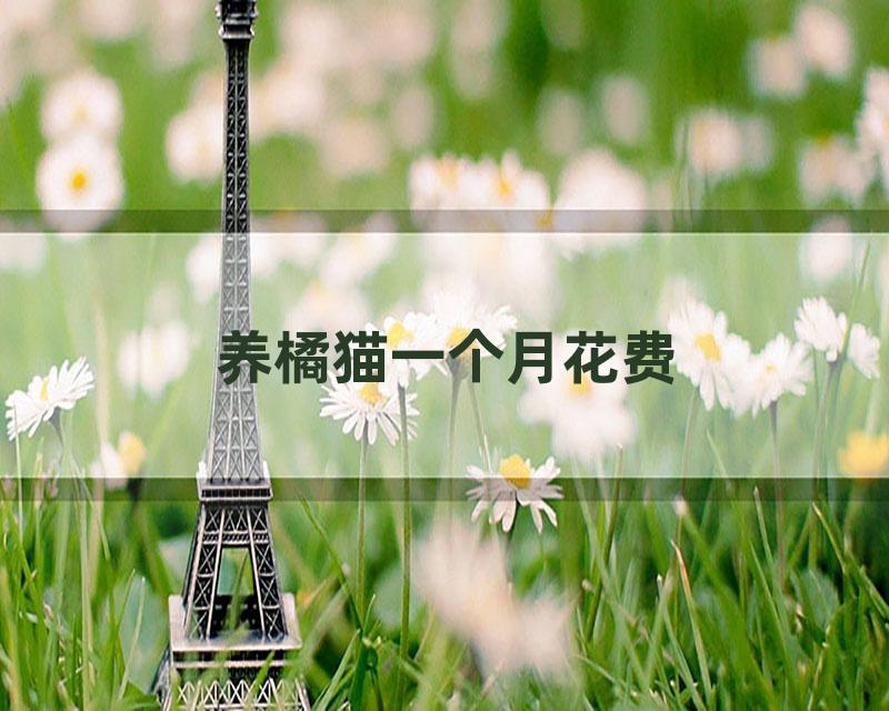 养橘猫一个月花费