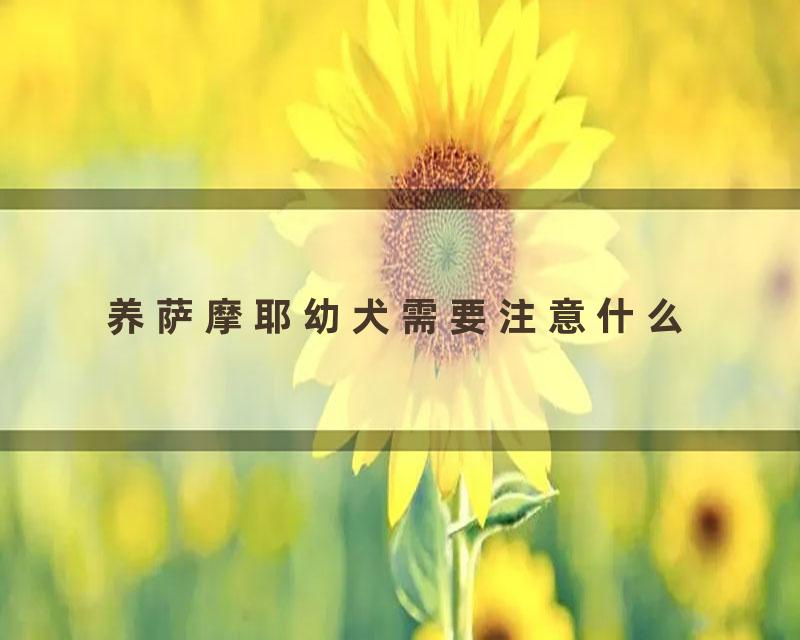 养萨摩耶幼犬需要注意什么