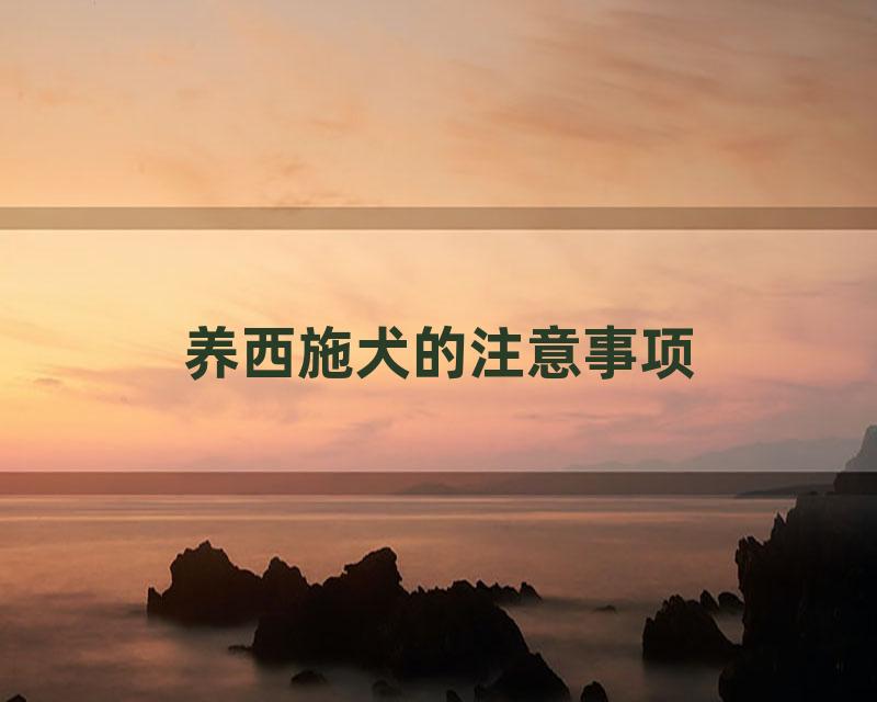 养西施犬的注意事项