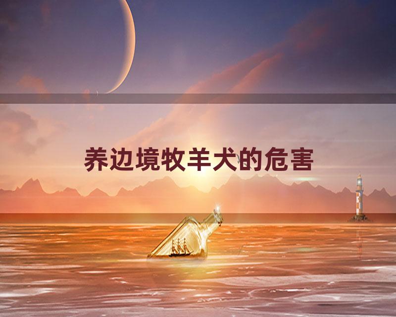 养边境牧羊犬的危害