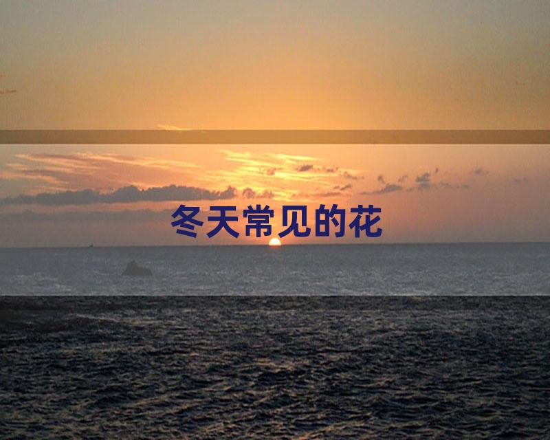冬天常见的花