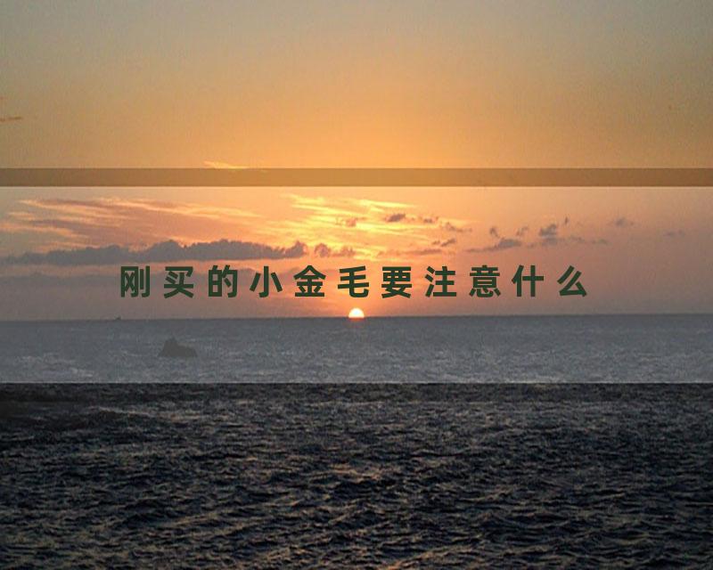 刚买的小金毛要注意什么