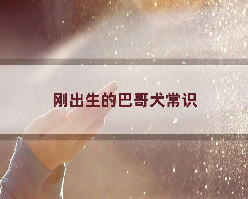 刚出生的巴哥犬常识