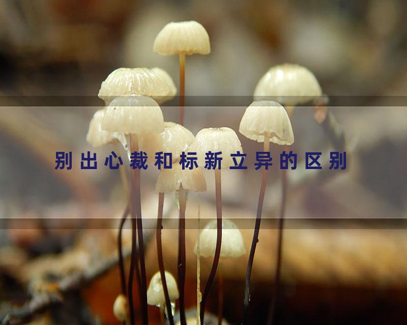 别出心裁和标新立异的区别