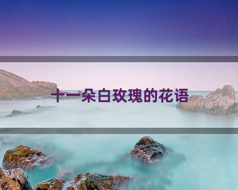 十一朵白玫瑰的花语