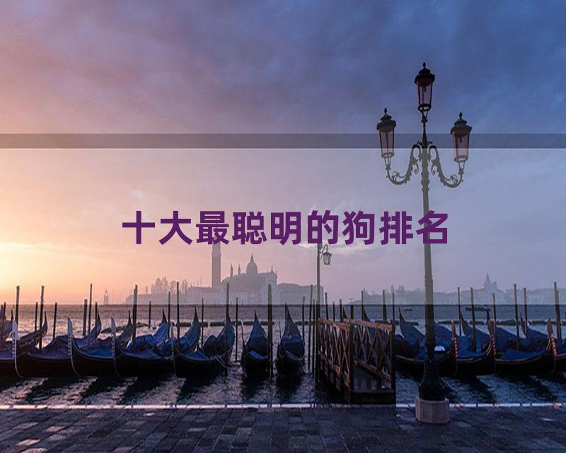 十大最聪明的狗排名