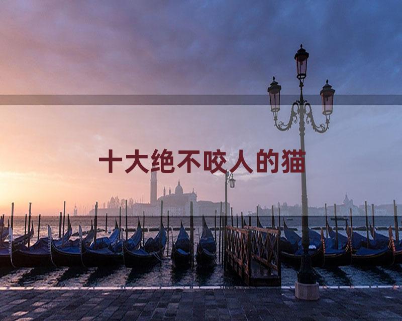 十大绝不咬人的猫