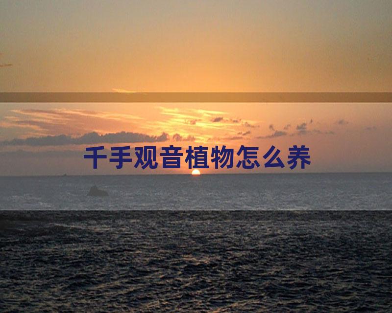 千手观音植物怎么养