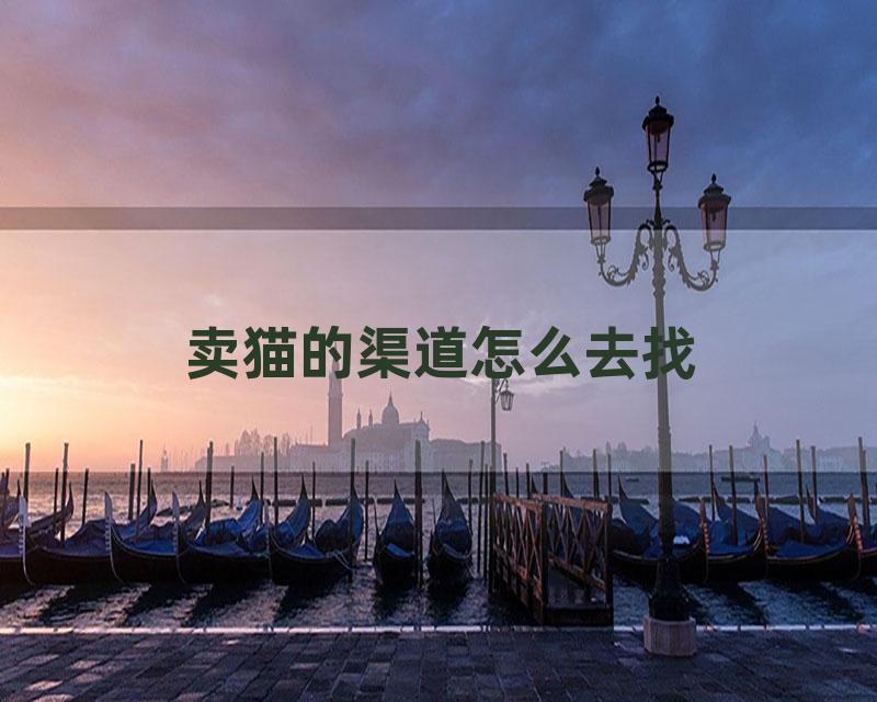 卖猫的渠道怎么去找