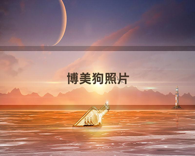 博美狗照片