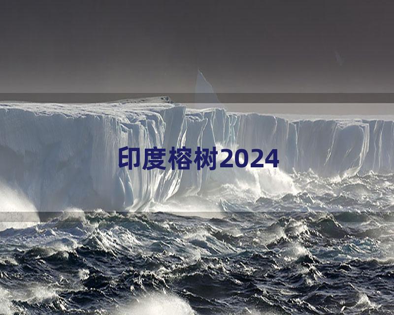 印度榕树2024