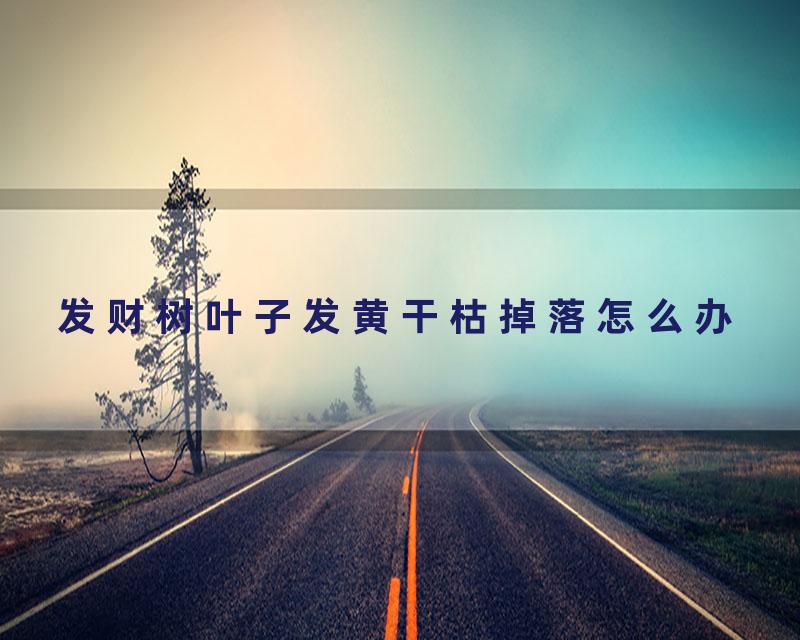 发财树叶子发黄干枯掉落怎么办